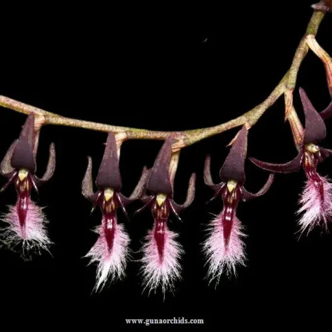 Bulbophyllum saltatorium