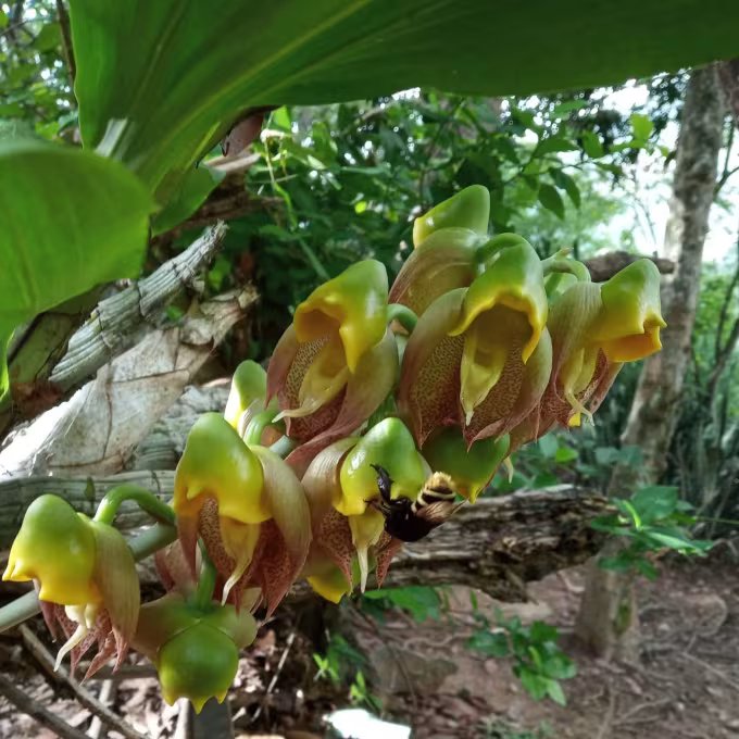 Catasetum macrocarpum