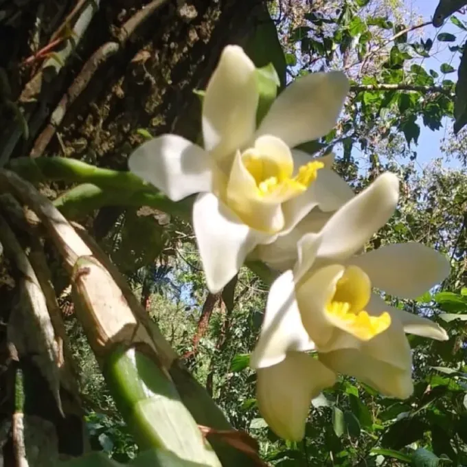 Chysis bractescens