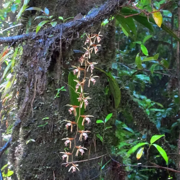 Coelogyne pulverula
