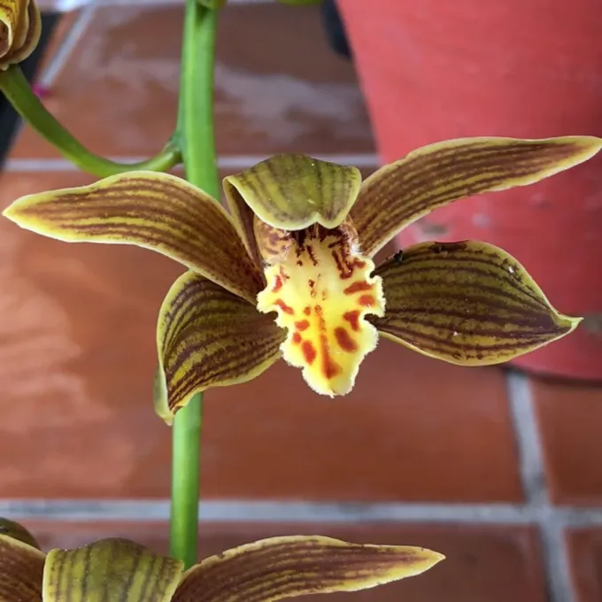 Cymbidium iridioides