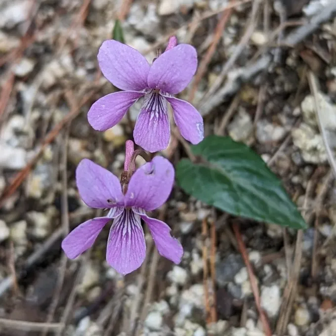 Viola violacea