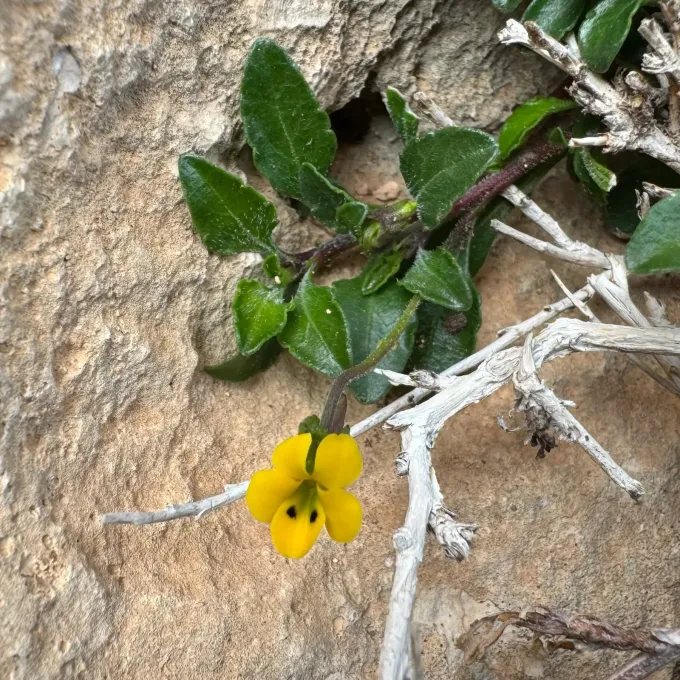 Viola scorpiuroides