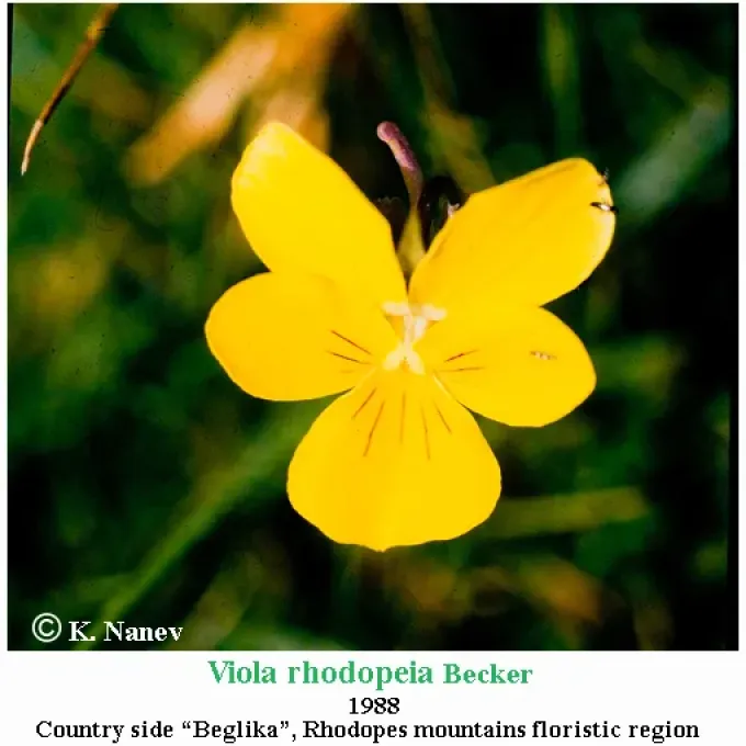 Rhodope violet