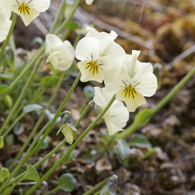 Viola eugeniae
