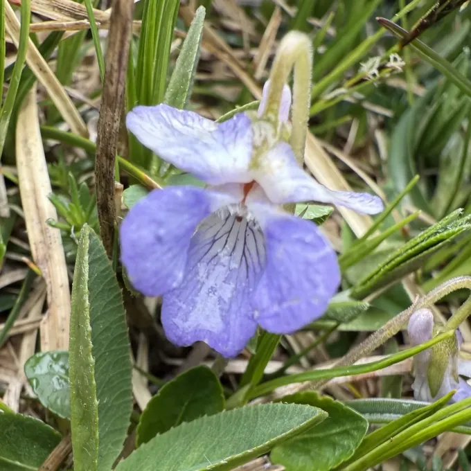 Pyrenean violet