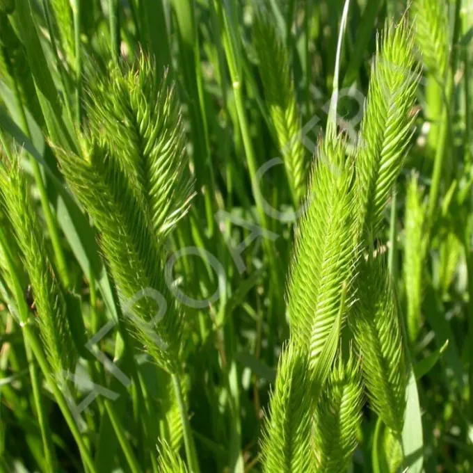 Siberian wheatgrass
