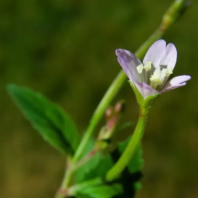 Epilobium duriaei