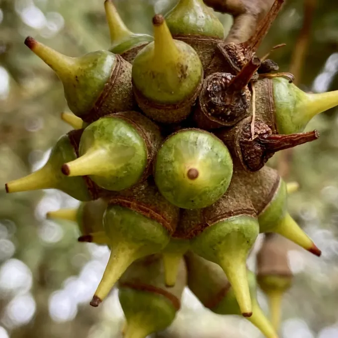 Eucalyptus cornuta
