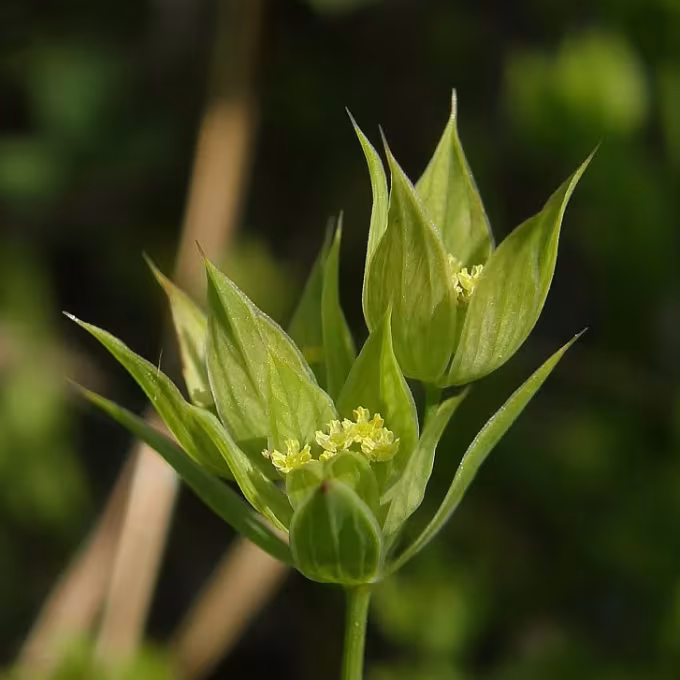Bupleurum dianthifolium