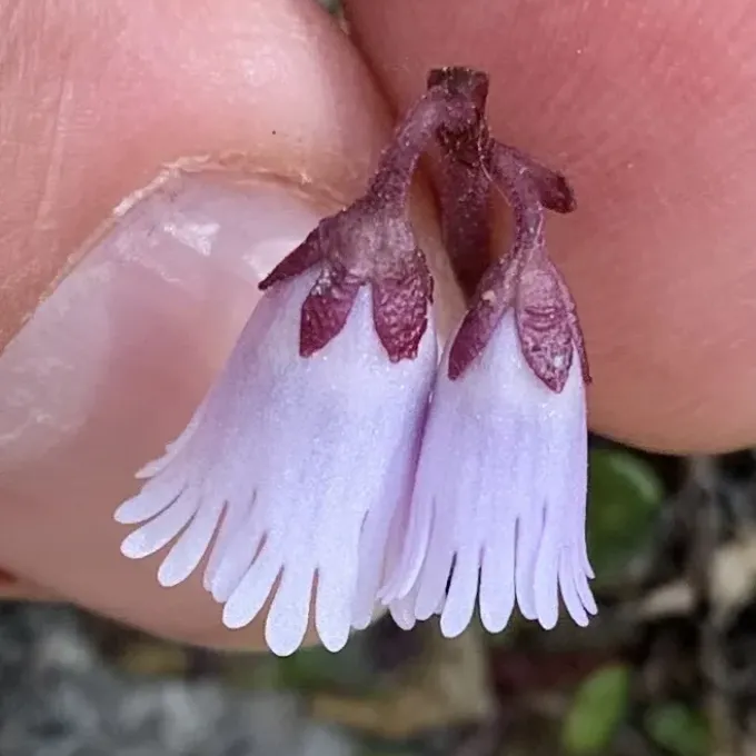 Austrian Soldanella