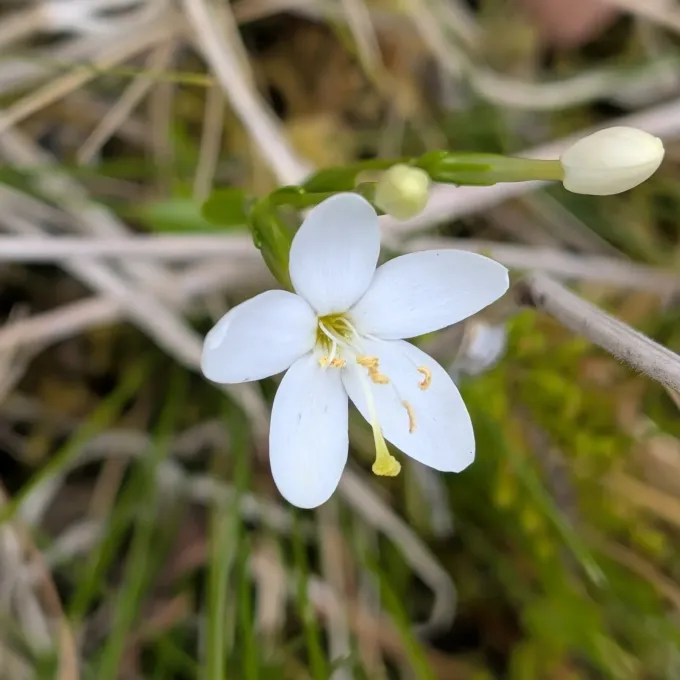 Perennial centaury