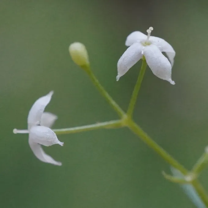Sweetscented bedstraw