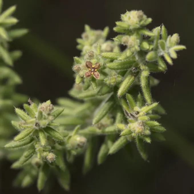 Sea bedstraw