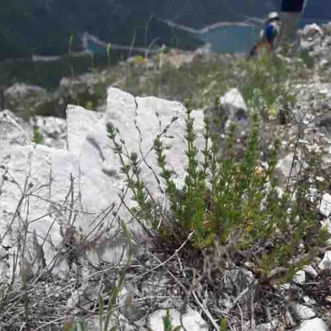 Galium rhodopeum