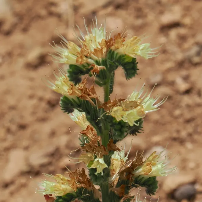 Yellow viper's bugloss