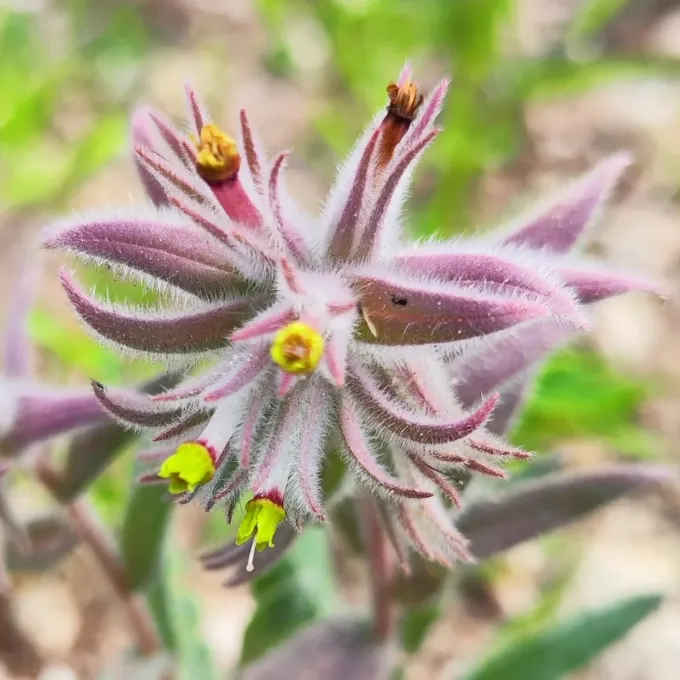 Nonea calycina