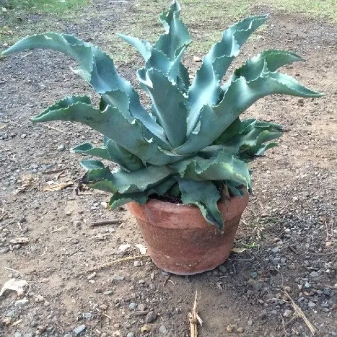 Agave gypsophila