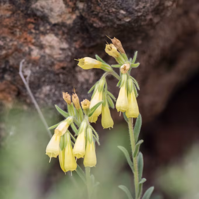 Onosma erecta