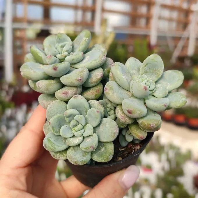 Sedum clavatum