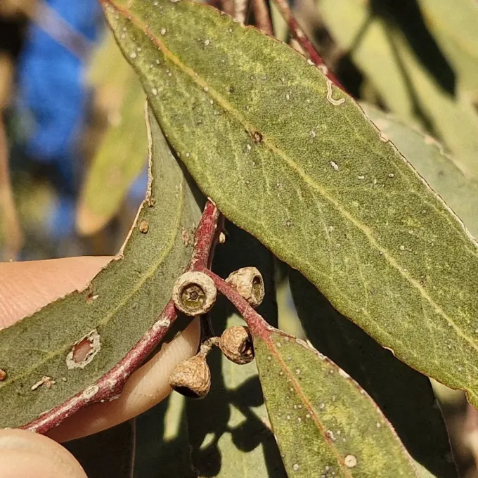Eucalyptus largiflorens