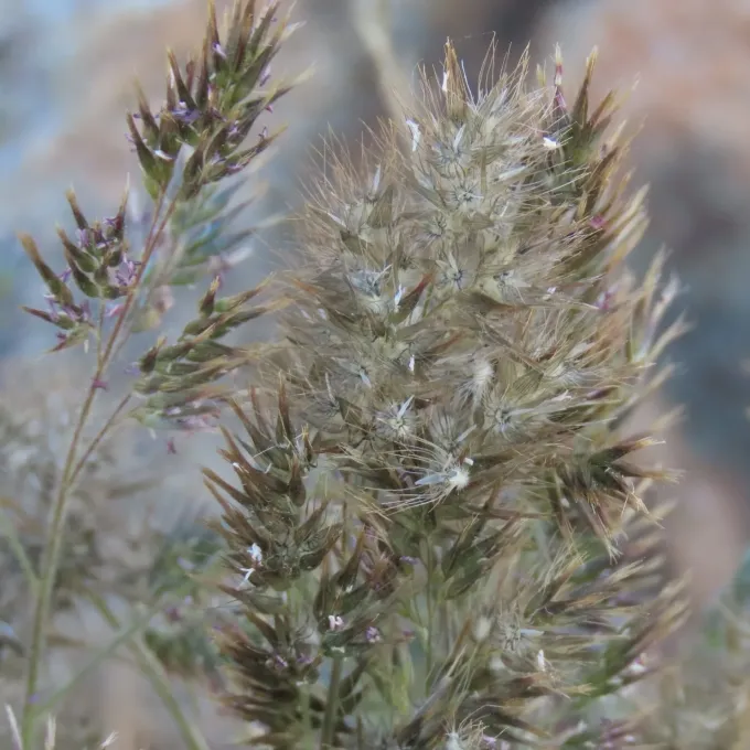 Enneapogon scaber