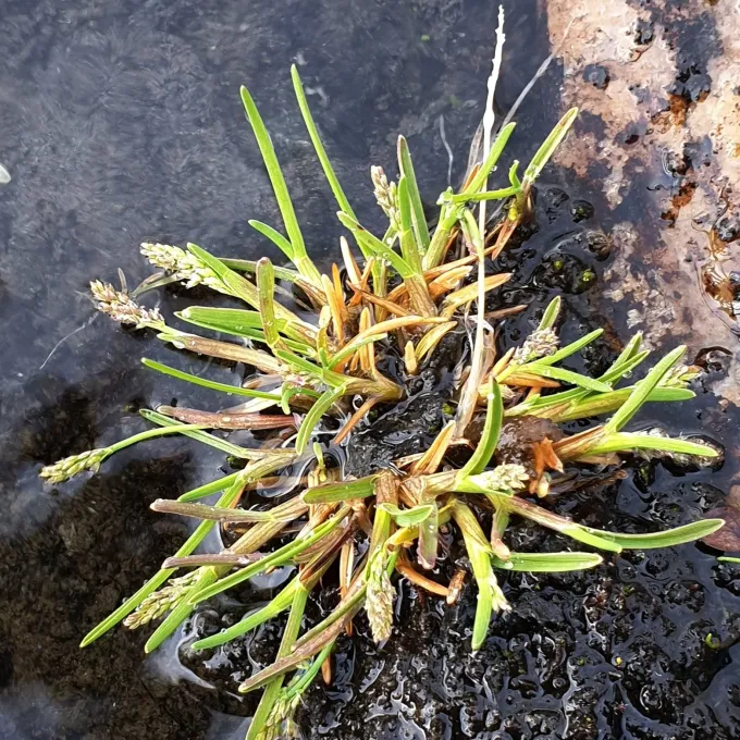 Phippsia algida