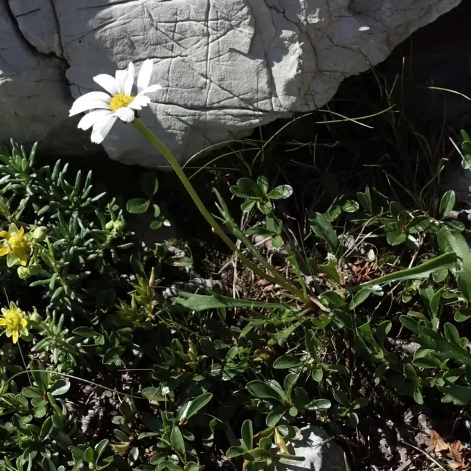 Leucanthemum coronopifolium