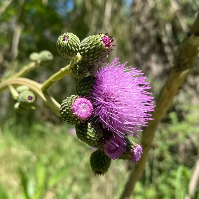 Montpellier plumeless thistle