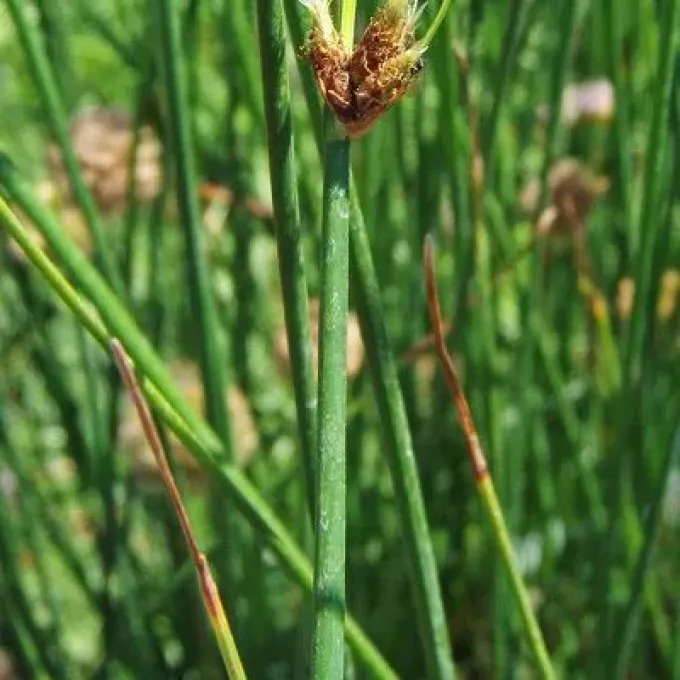 Bulrush