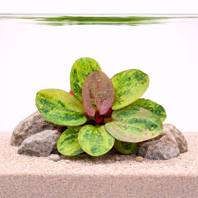 Hybrid Echinodorus