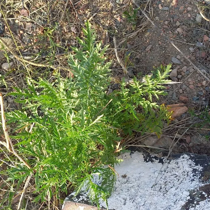 Artemisia tournefortiana
