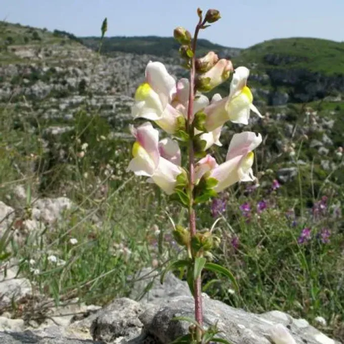 Antirrhinum braun-blanquetii