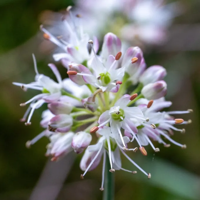 Heath garlic