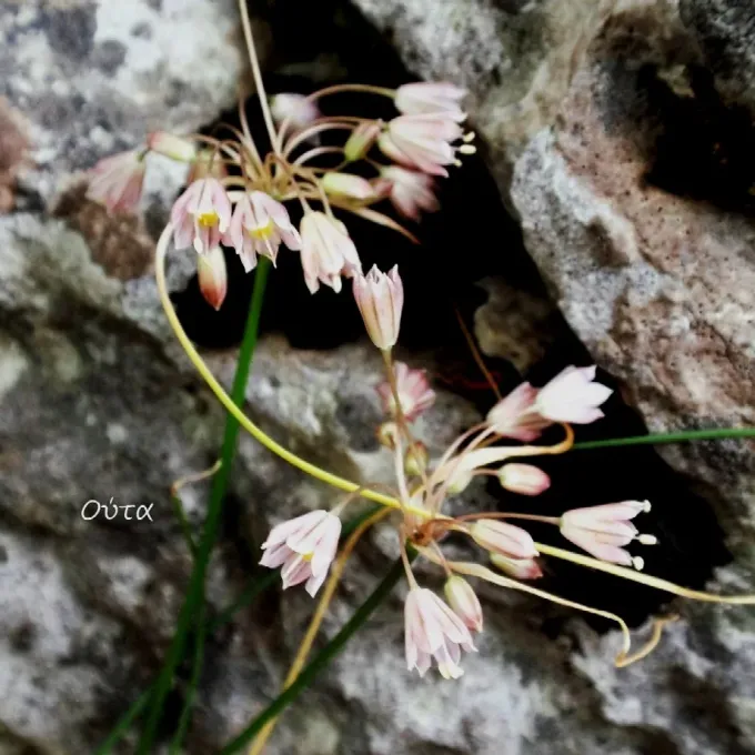 Parnassus onion
