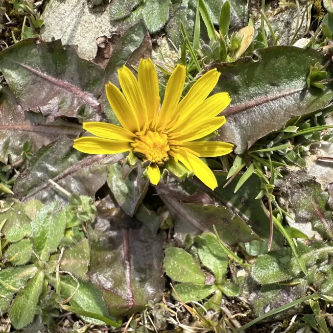 Taraxacum obovatum
