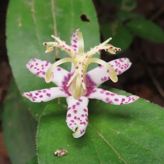 Tricyrtis affinis