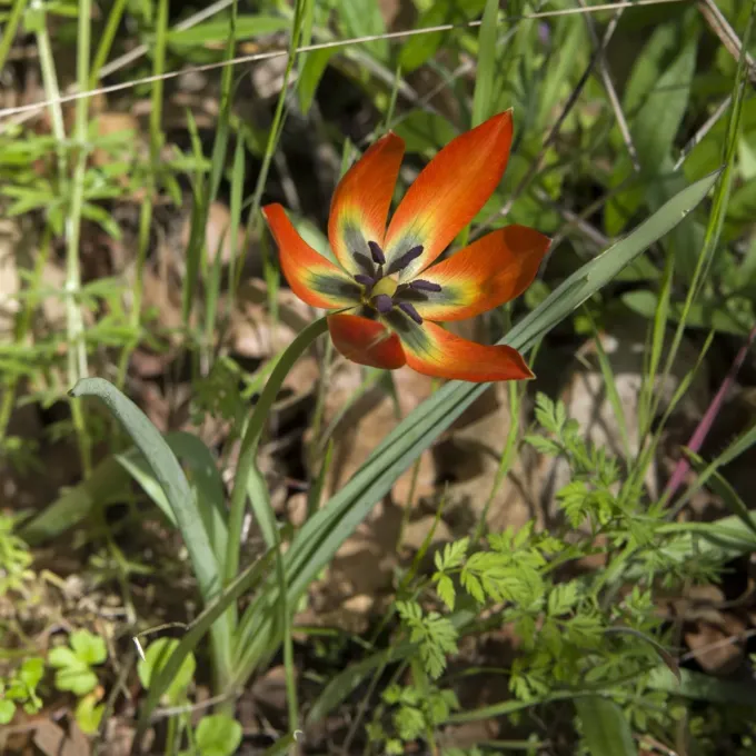 Orphanide's Tulip