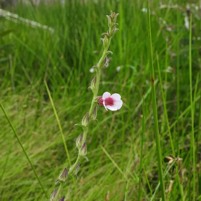 Centranthera cochinchinensis