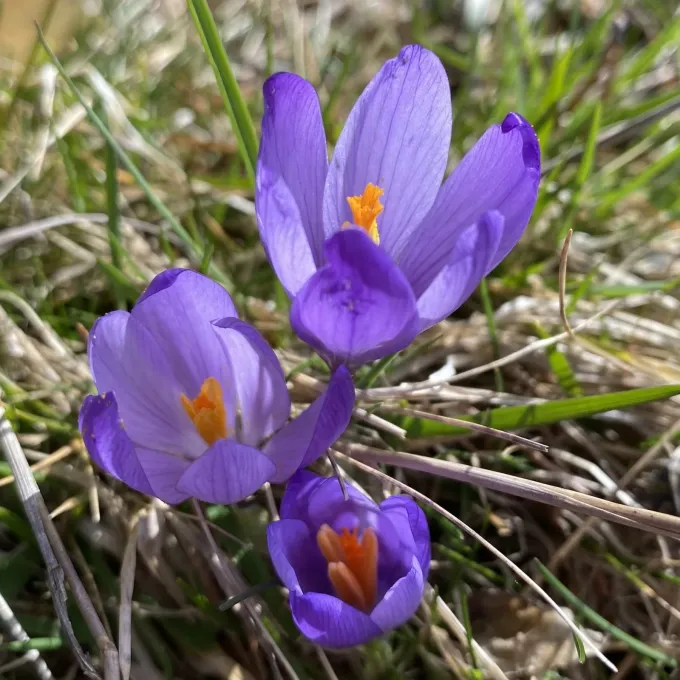 Veluch saffron