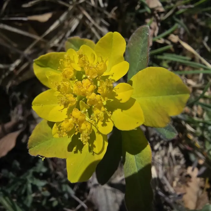 Cushion spurge