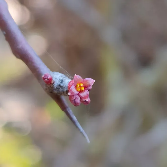 Commiphora wightii