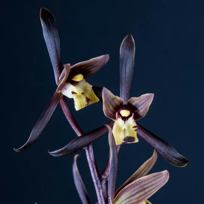 Cymbidium sinense