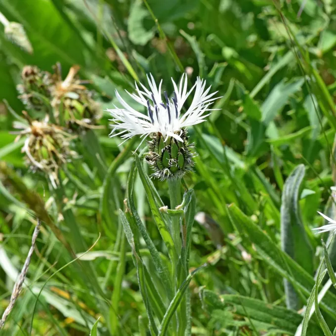 Cyanus napulifer