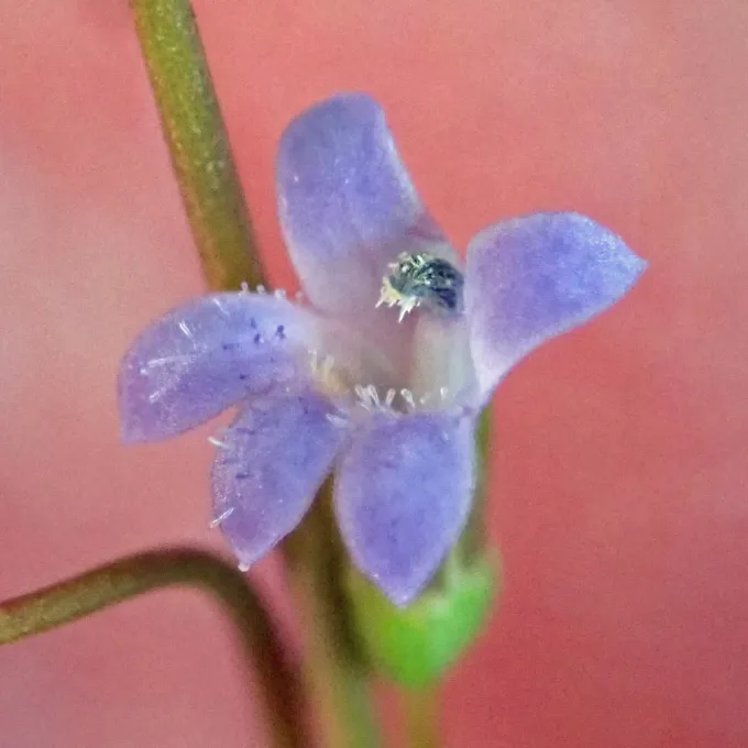 Solenopsis laurentia