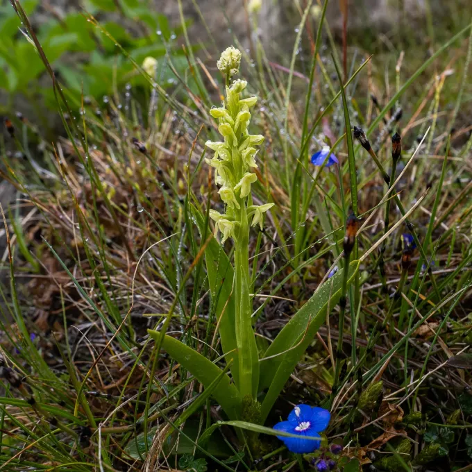 Northern green orchid