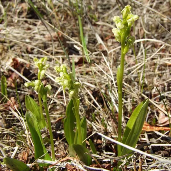 Platanthera oligantha