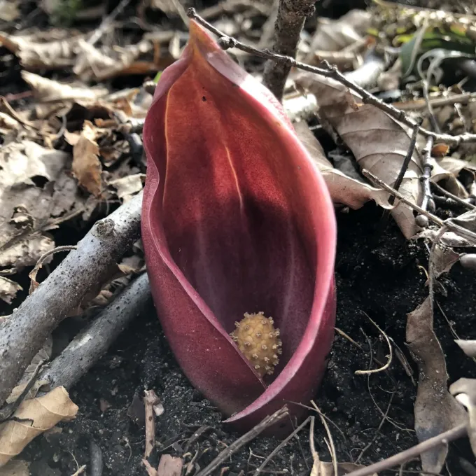 Asian skunk cabbage
