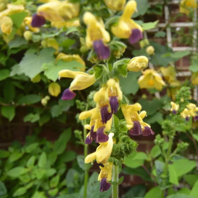 Japanese sage