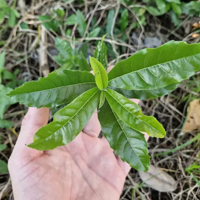 Cordia americana